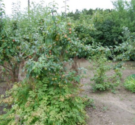 BRUNO_sommertur_nyvang_2010_50