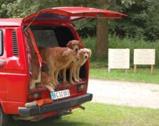 BRUNO_sommertur_nyvang_2010_15 BRUNO_sommertur_nyvang_2010_15