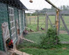 BRUNO_sommertur_nyvang_2010_3 BRUNO_sommertur_nyvang_2010_3