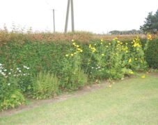 BRUNO_sommertur_nyvang_2010_49 BRUNO_sommertur_nyvang_2010_49