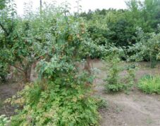 BRUNO_sommertur_nyvang_2010_50 BRUNO_sommertur_nyvang_2010_50